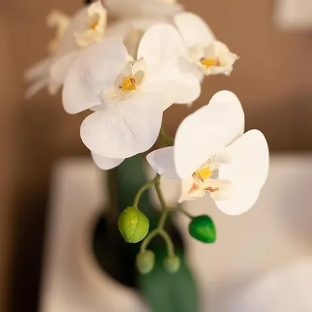 Orchidea